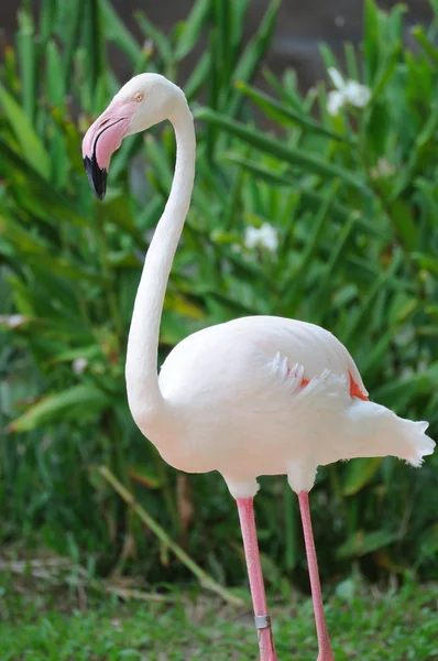 Pássaro flamingo rosa — Fotografia de Stock