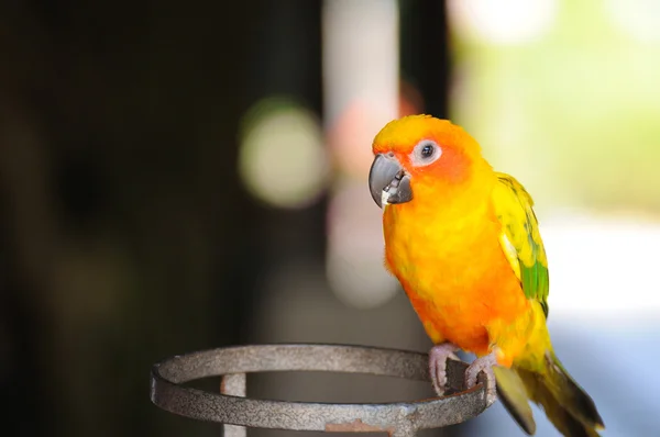 Папуга червоногрудий — стокове фото