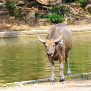 su birikintisi yakın boğa.