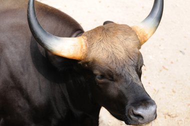 Genel Hayvanat Bahçesi gülbay