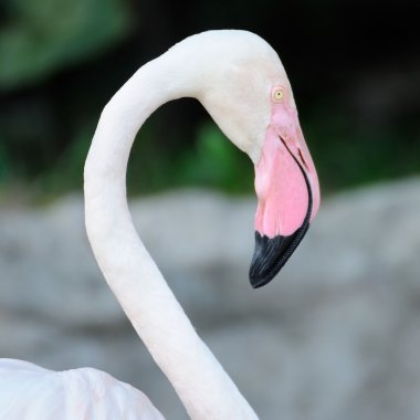 Flamingo boyun.