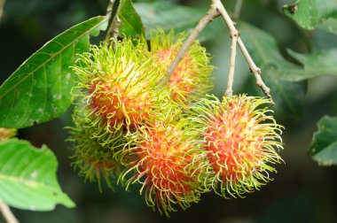 ağaç bahçe üzerinde birçok rambutan