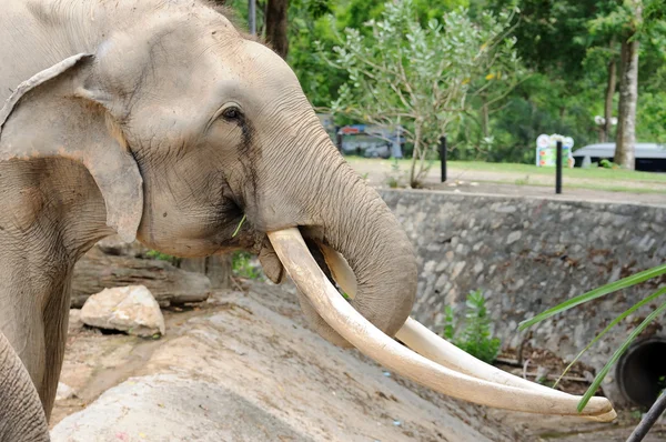 Bílý slon s dlouhou slonoviny. — Stock fotografie