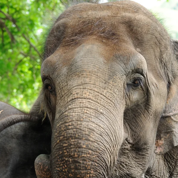 Elefant im Zoo — Stockfoto