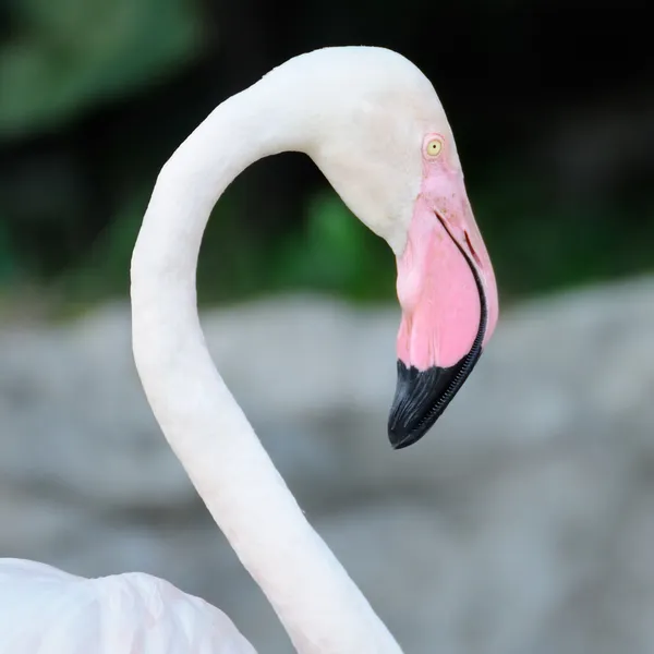 Flamingo boyun. — Stok fotoğraf