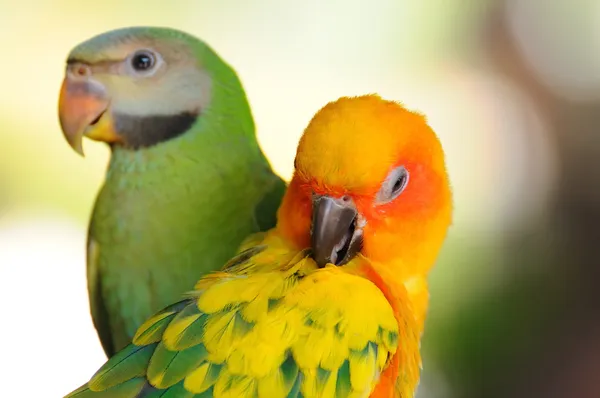 Červená breasted papouška — Stock fotografie