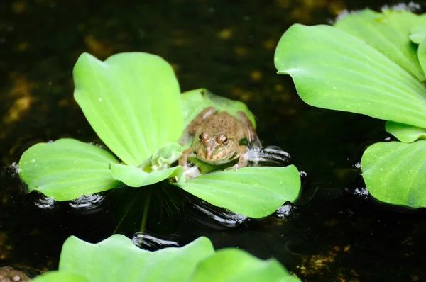 Малая лягушка — стоковое фото