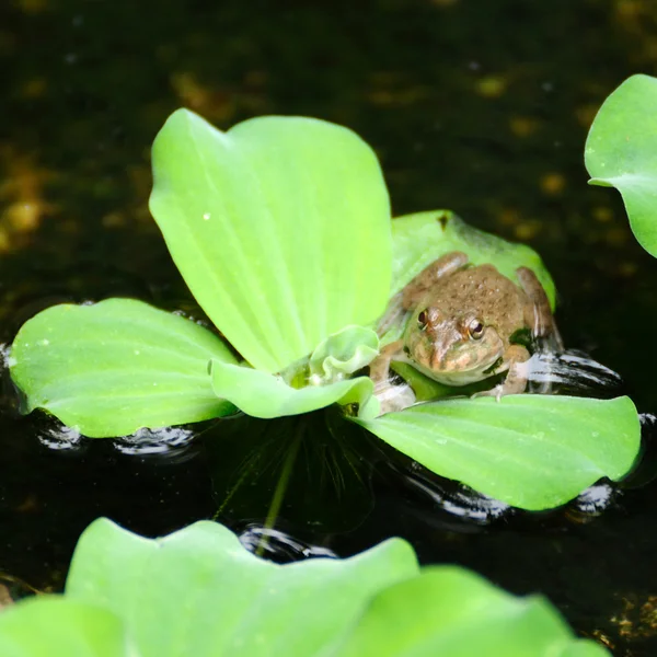 Sapo pequeno — Fotografia de Stock