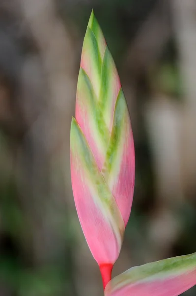 Blomma paradisfågeln — Stockfoto