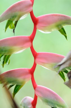 cennet kuşu çiçeği