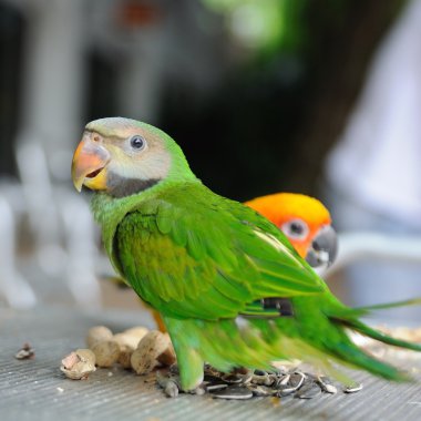 Kırmızı göğüslü muhabbet kuşu