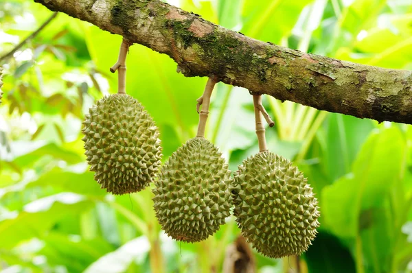 King of fruit — Stock Photo, Image