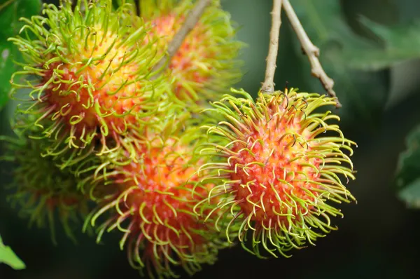 Many rambutan on tree in garden — Stock Photo, Image