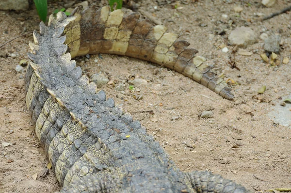 Cauda de crocodilo — Fotografia de Stock