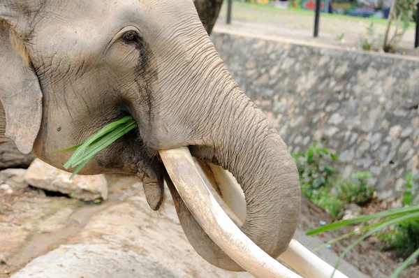 White elephant — Stock Photo, Image