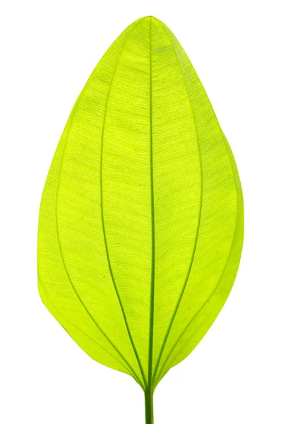 Single green leaf — Stock Photo, Image