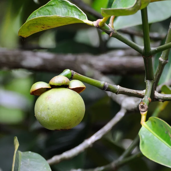 Single raw mangosteen — Stock Photo, Image