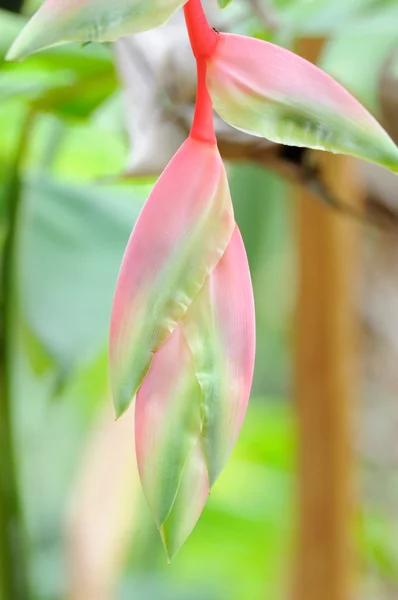 Rosa pájaro del paraíso flor — Foto de Stock
