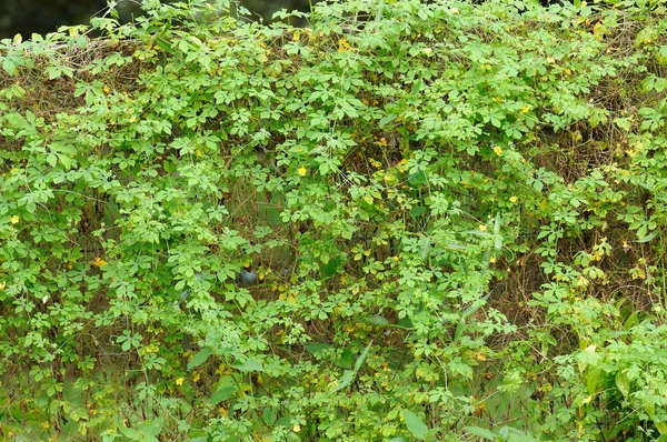 Green plants. — Stock Photo, Image