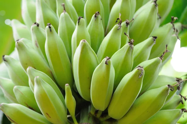 Cultivated banana — Stock Photo, Image