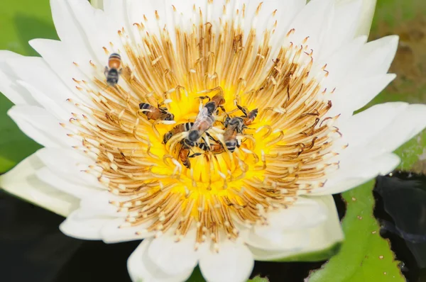 Lotus met bijen. — Stockfoto