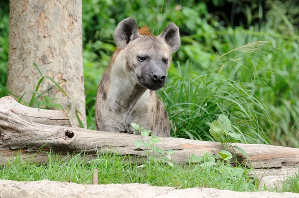 Jediný hyena — Stock fotografie