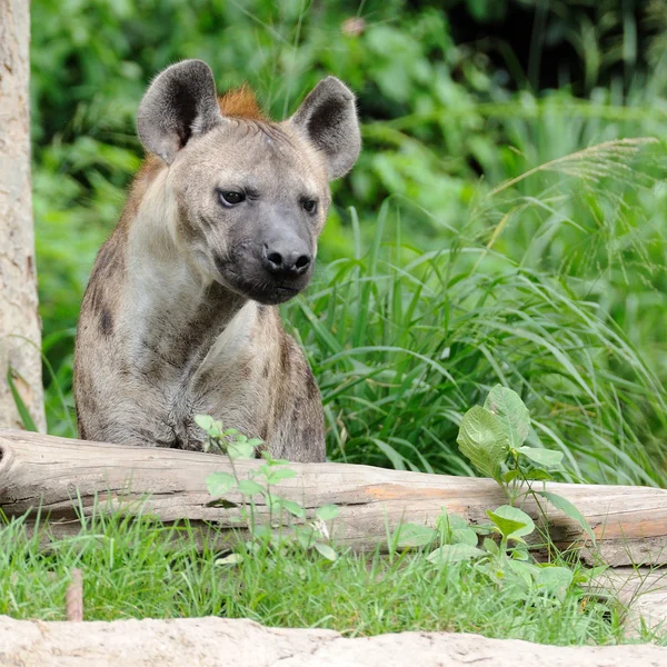 Single hyena — Stock Photo, Image