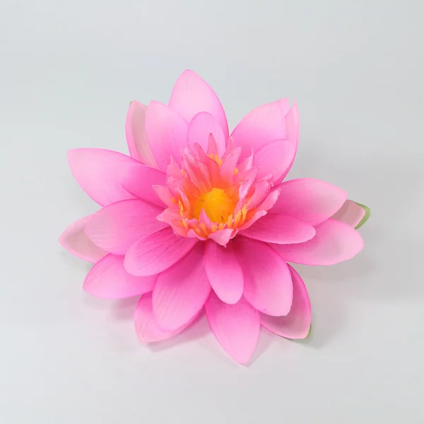 Pięknymi lotosu — Zdjęcie stockowe