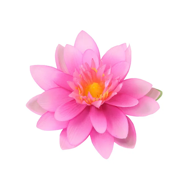 Beautiful lotus — Stock Photo, Image