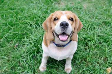 şirin beagle köpek yavrusu