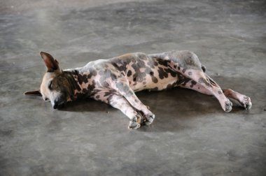 Tek kayıp köpek sapmış