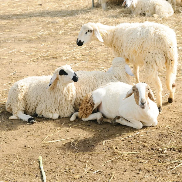 Sheep in farm — Stock Photo, Image