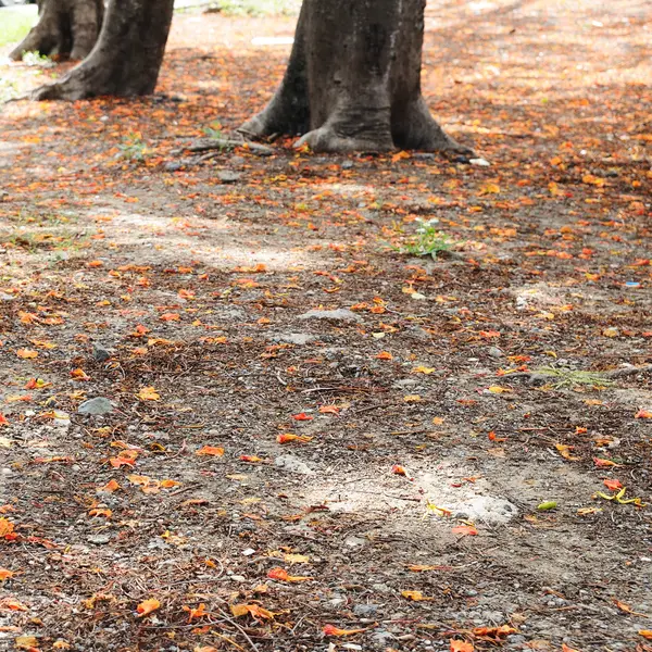 Suelo en el jardín — Foto de Stock