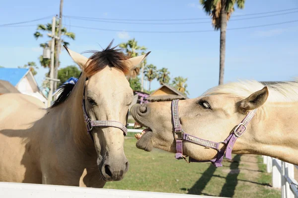 Cavalos na quinta — Fotografia de Stock