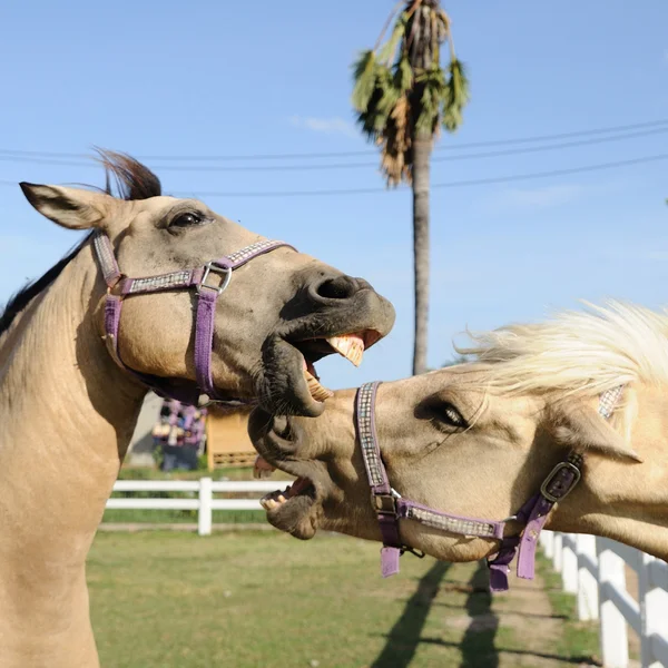 Horses in farm — Stock Photo, Image