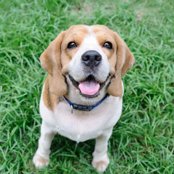 Schattig beagle pup — Stockfoto