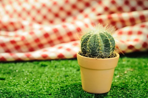 Mini kaktus — Zdjęcie stockowe