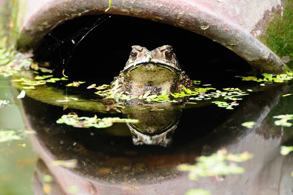 Pojedynczy zielona żaba — Zdjęcie stockowe