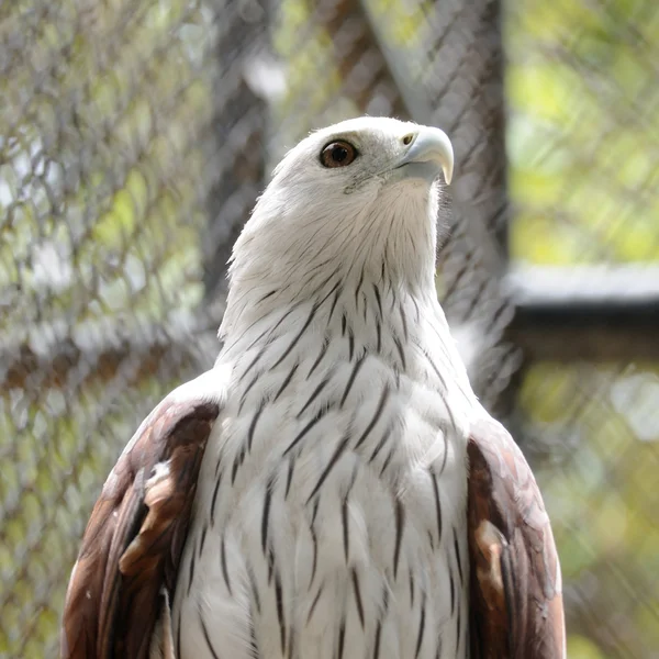 Brahminy kite στο ζωολογικό κήπο — Φωτογραφία Αρχείου