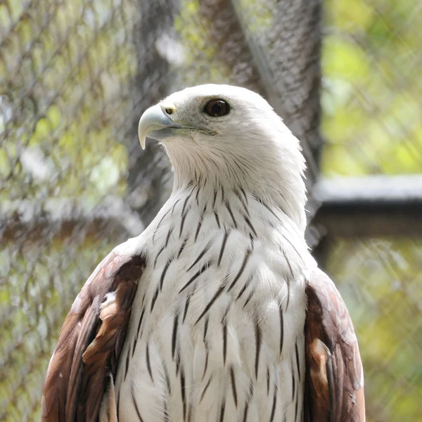 Brahminy kite in dierentuin — Stockfoto