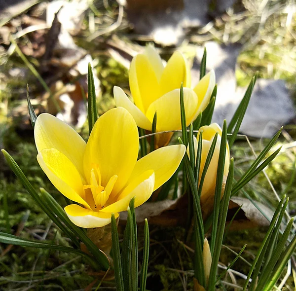 Gul krokusar — Stockfoto