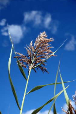 Sweetgrass
