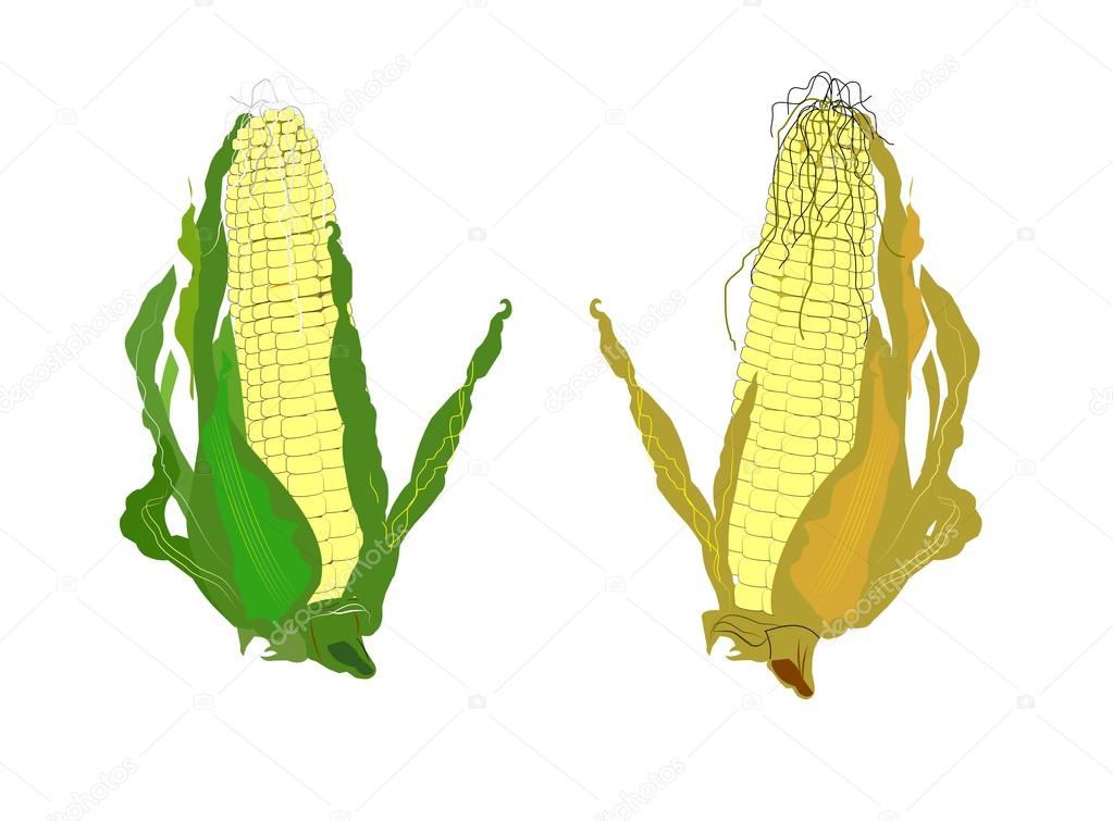 Corn on the cob