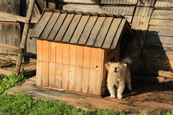 Köy köpeği — Stok fotoğraf