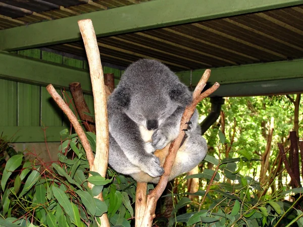 Koala — Stockfoto