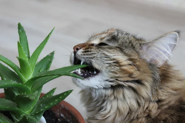 Gatto e pianta — Foto Stock