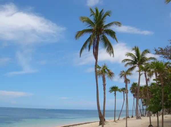 Palme e bella spiaggia — Foto Stock