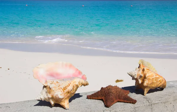 Mořské Mušle Hvězdice Pobřeží Karibského Moře Nassau Bahamy — Stock fotografie