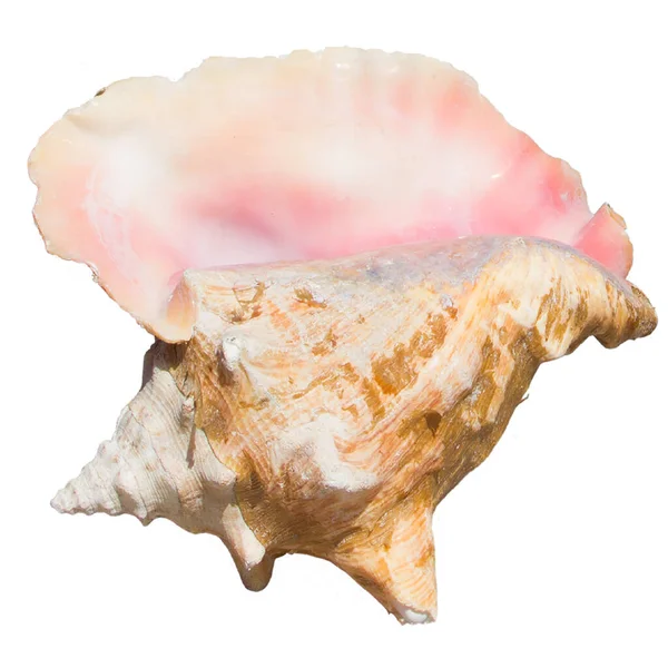 Caribbean Sea Shell Isolated — Stock Photo, Image