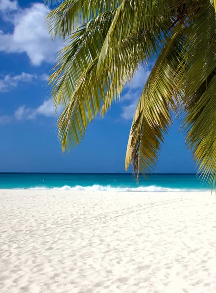 Palm Branch White Sand Beach — Stok fotoğraf